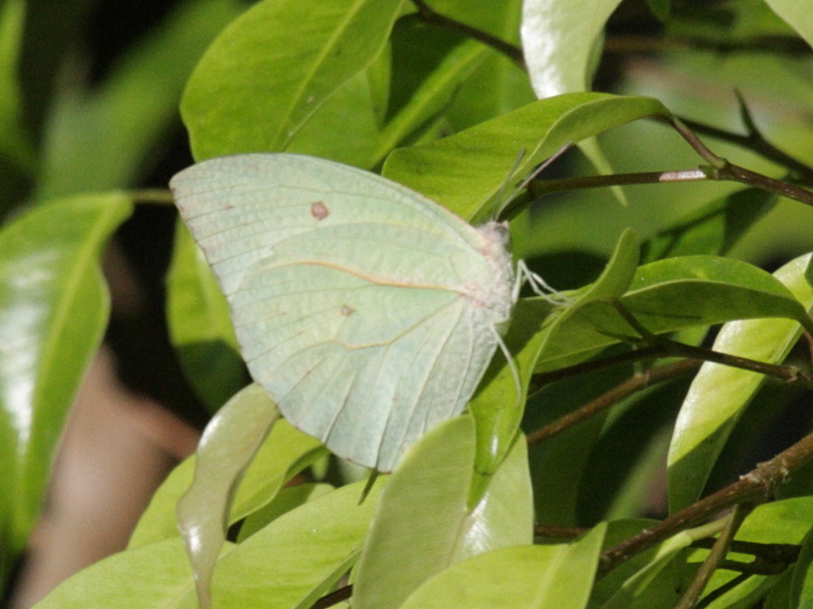 catopsilia_florella1bd