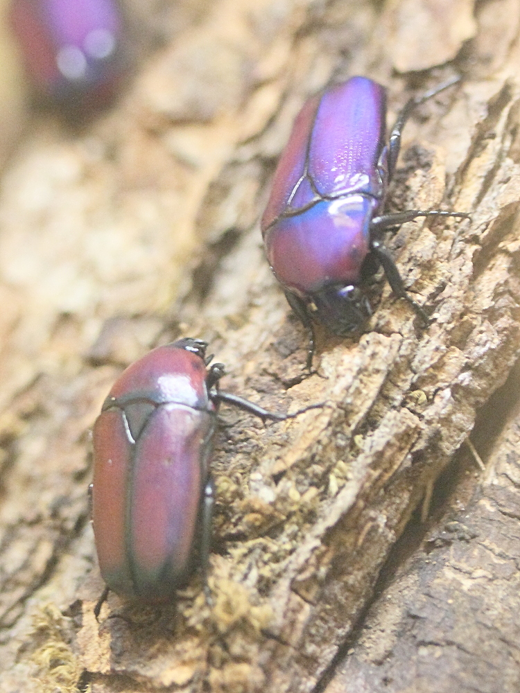 chlorocala_africana_oertzeni1md