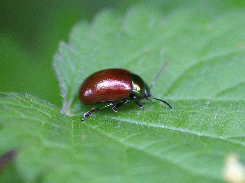 chrysolina_polita2bd