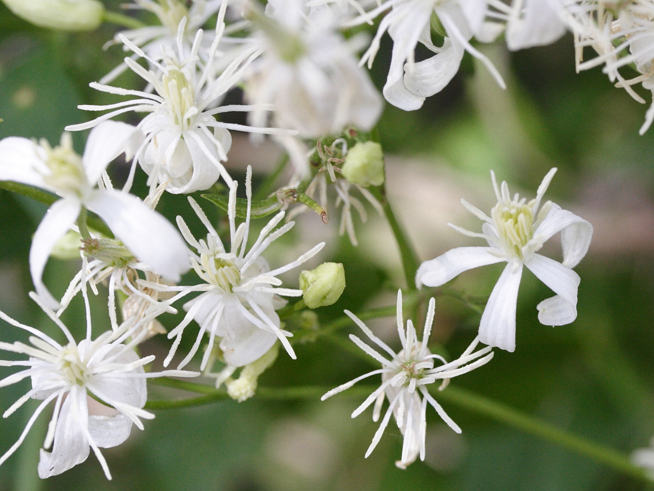 clematis_flammula4md