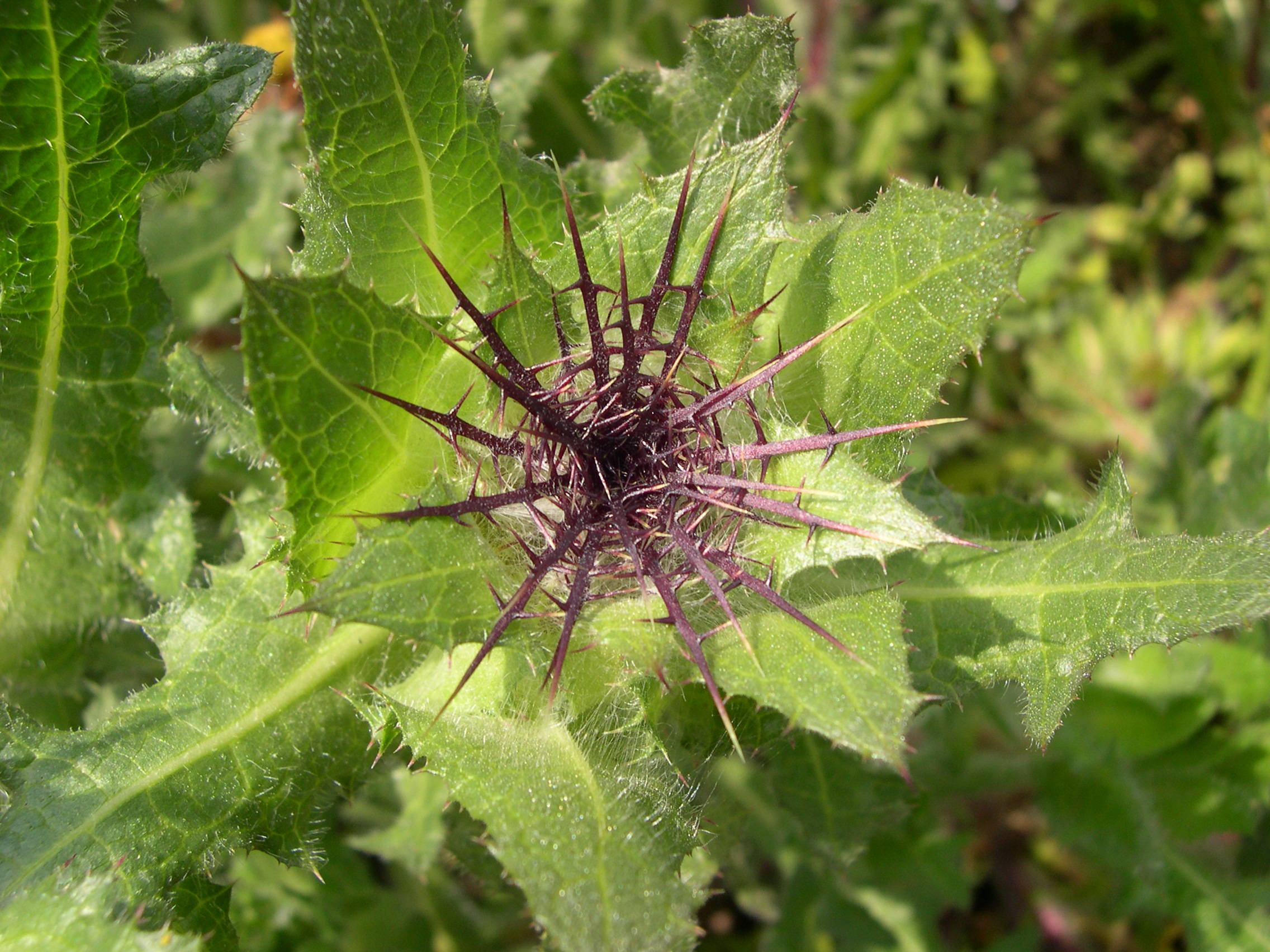 cnicus_benedictus3md