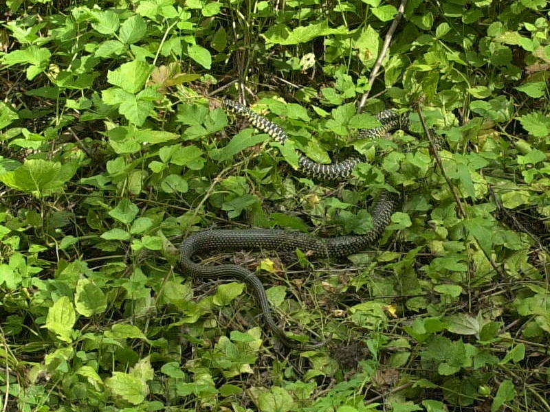 coluber_viridiflavus1md