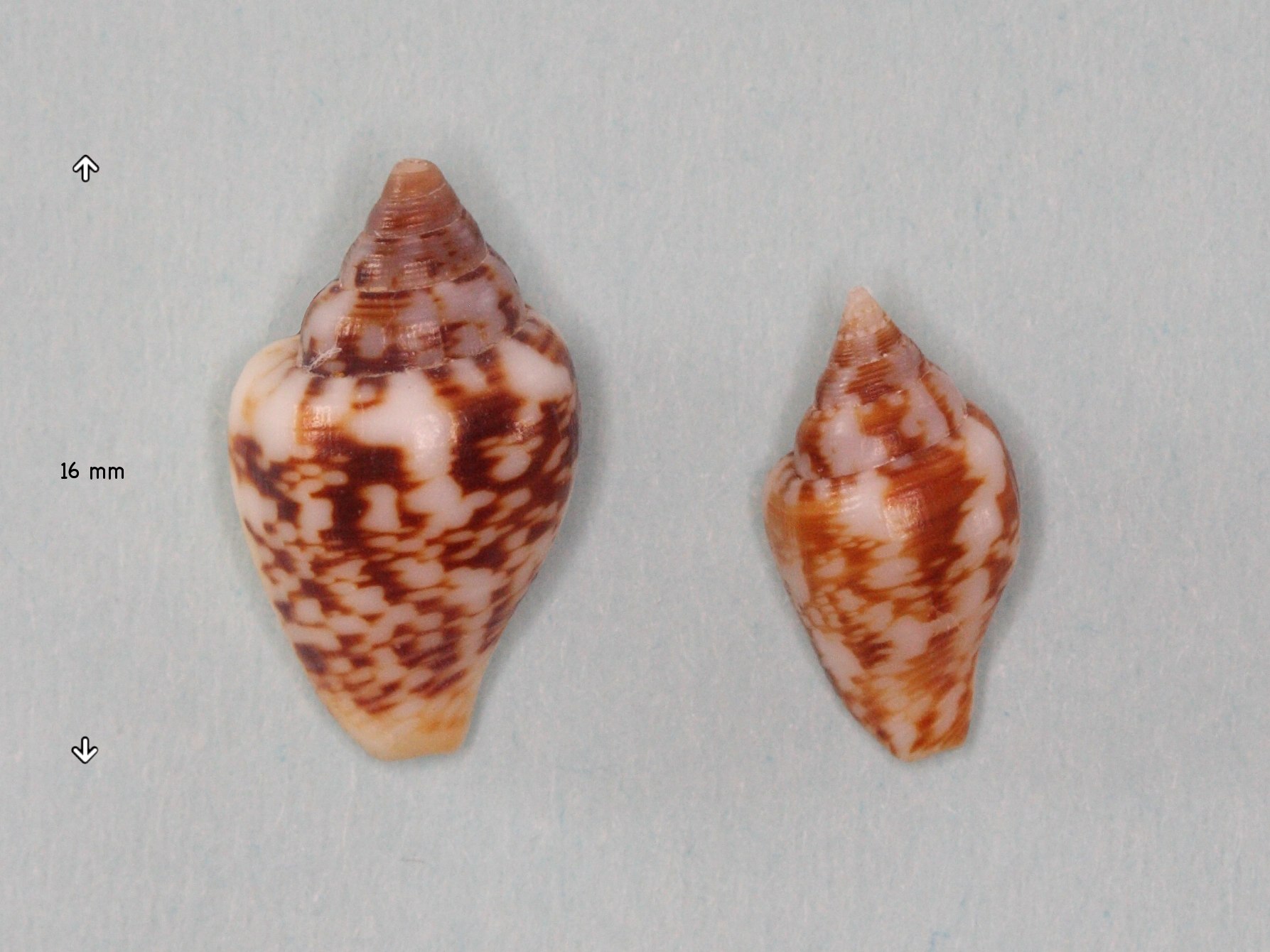 columbella_rustica2md