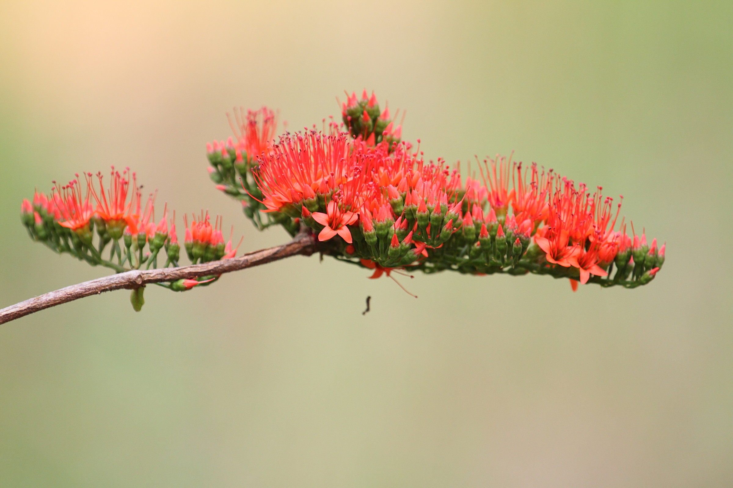 Afficher le média combretum_coccineum1bd combretum_coccineum1bd