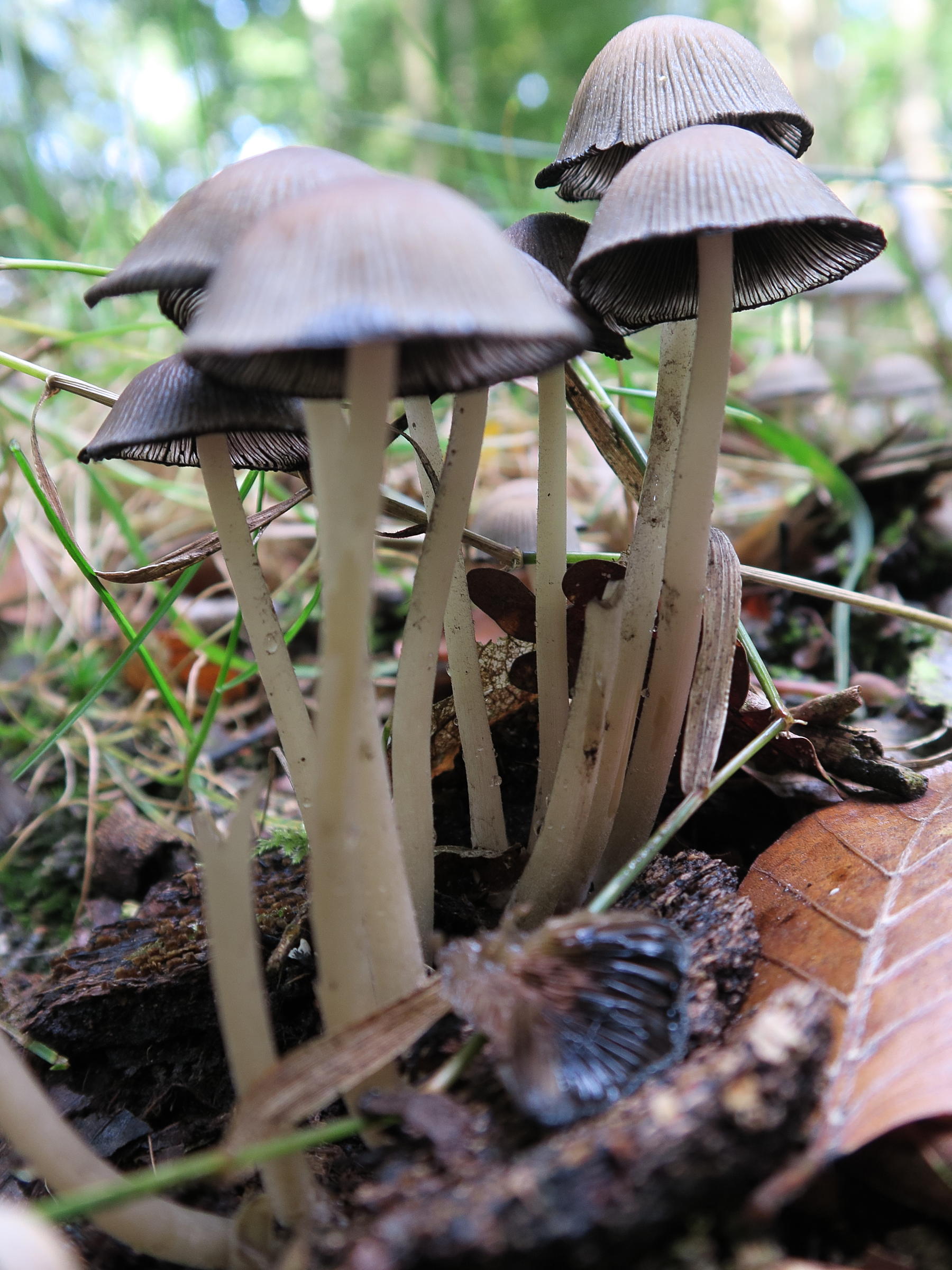Afficher le média coprinellus_disseminatus2md coprinellus_disseminatus2md