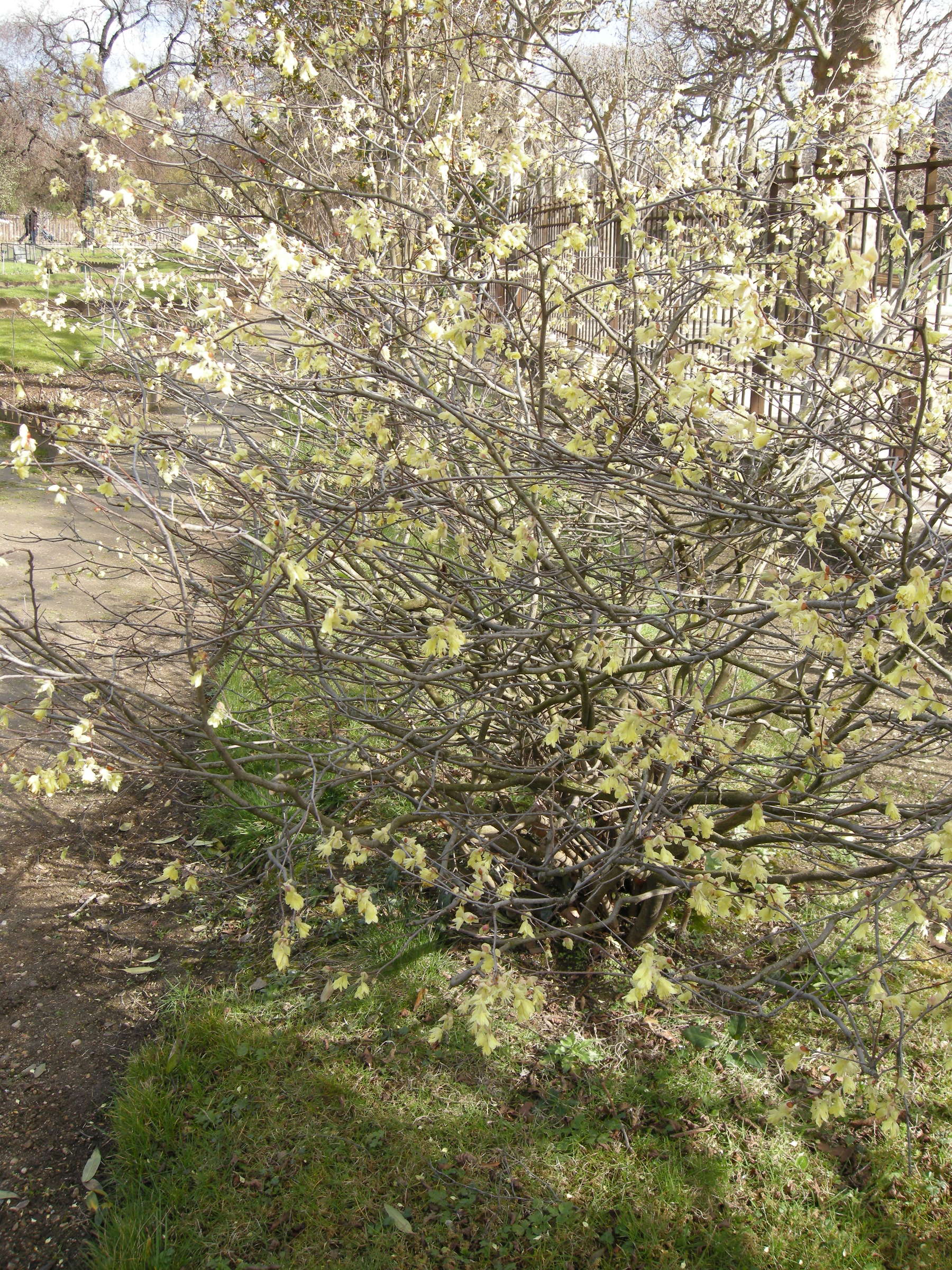 Afficher le média corylopsis_pauciflora3md corylopsis_pauciflora3md