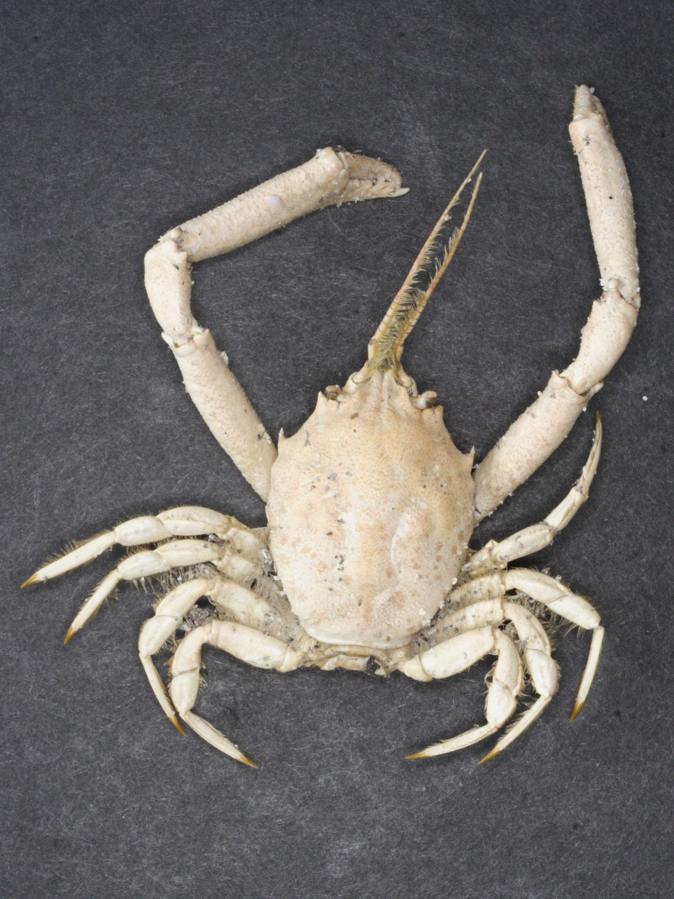 corystes_cassivelaunus