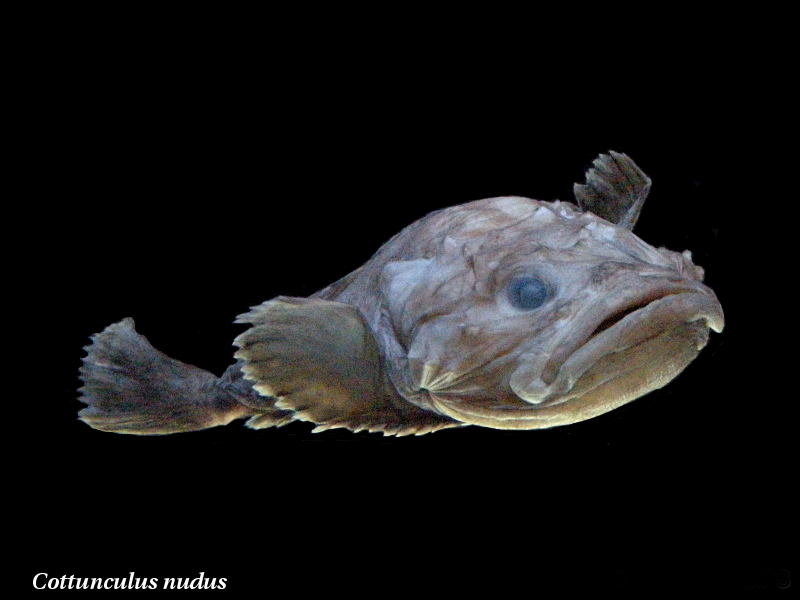 cottunculus_nudus1md