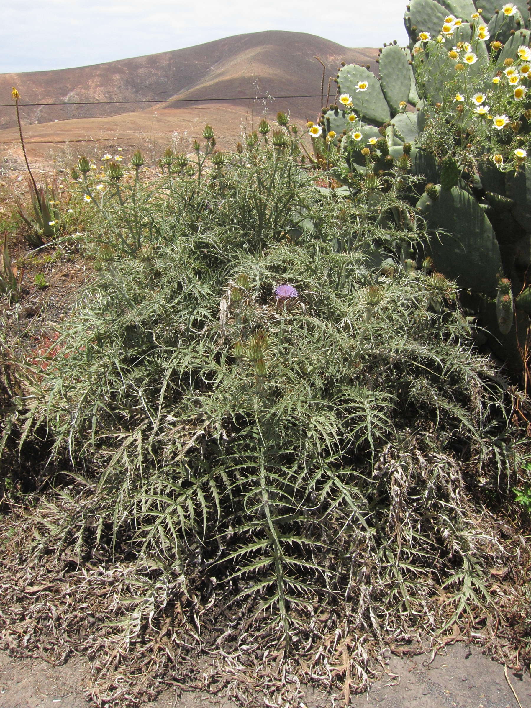 cynara_cardunculus4bd