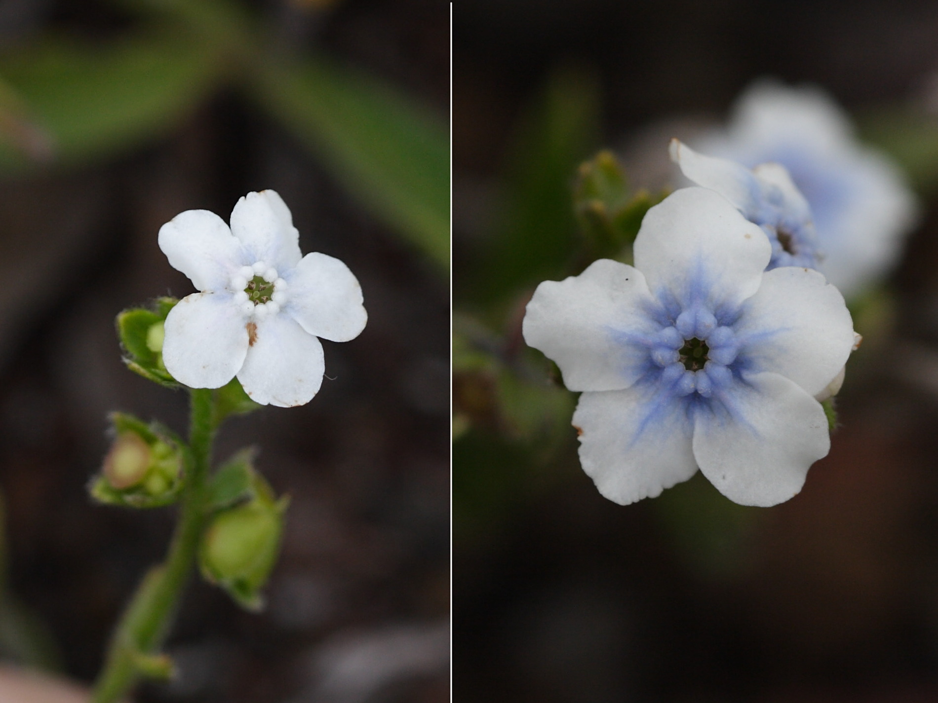 Afficher le média cynoglossum_borbonicum1bd cynoglossum_borbonicum1bd