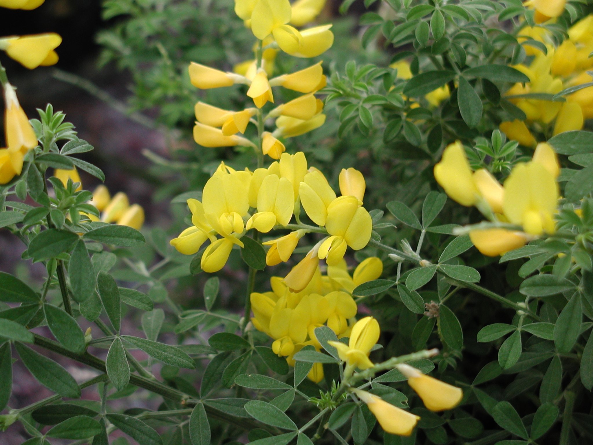 Cytisus_racemosus