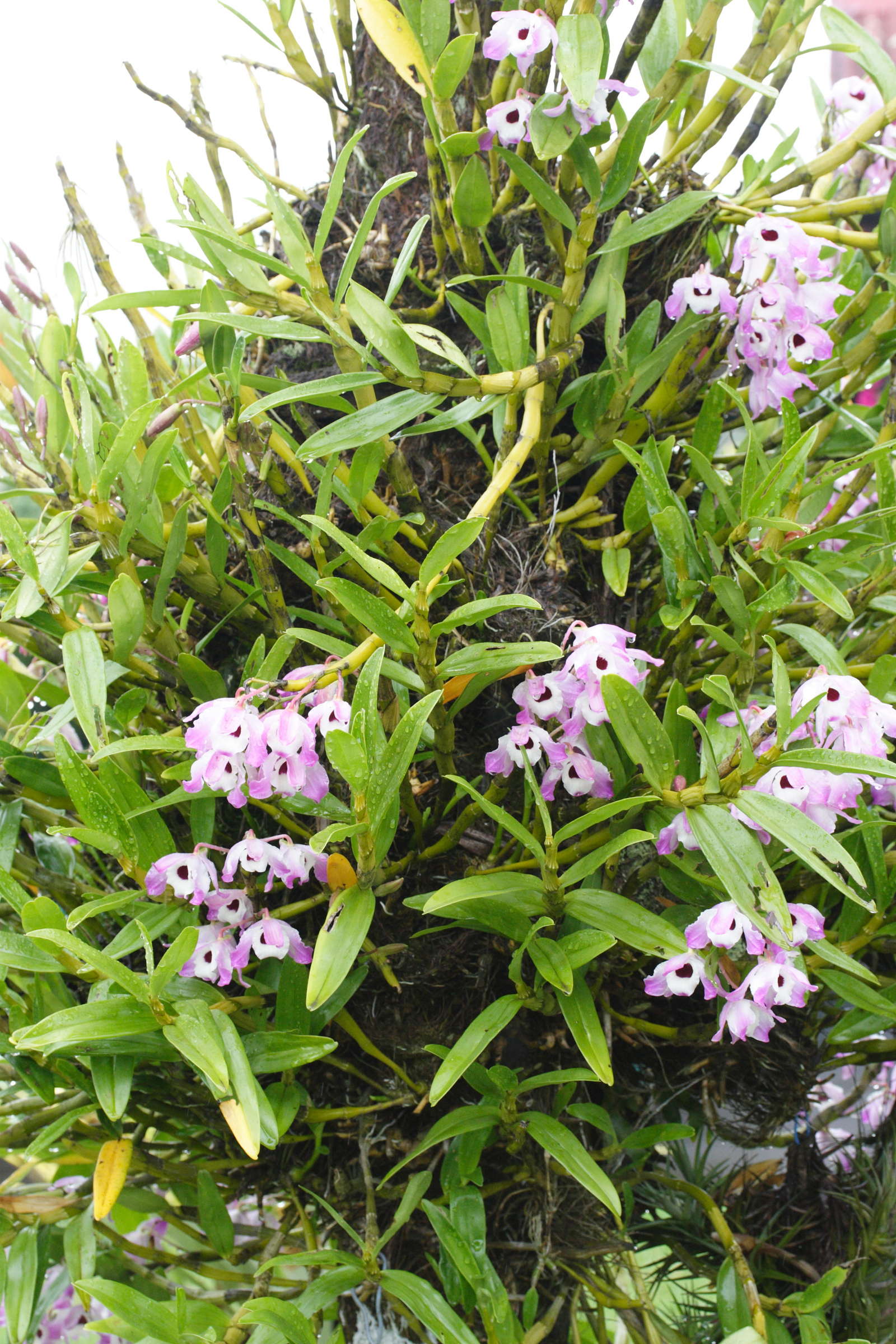 dendrobium_nobile1md