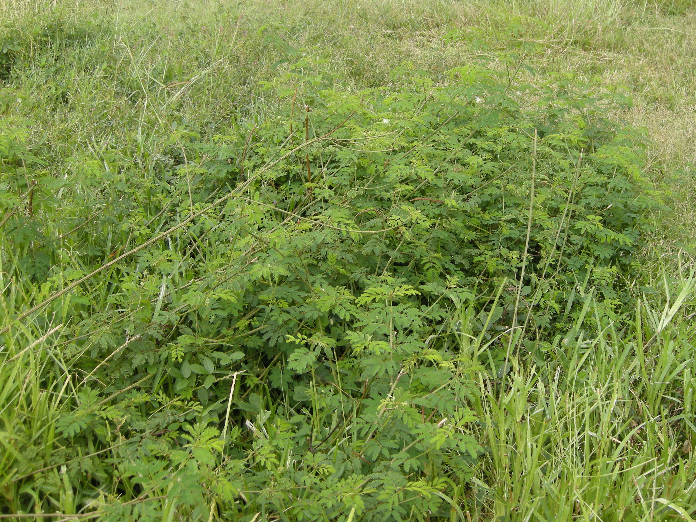 desmanthus_virgatus1md