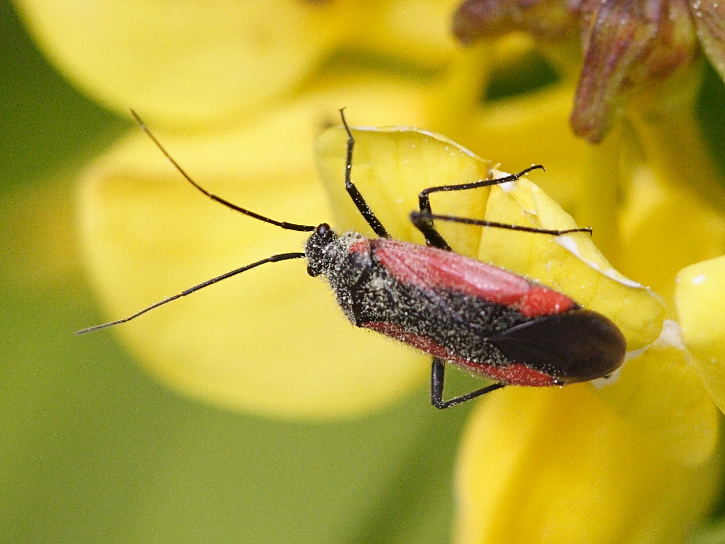 dionconotus_neglectus2md