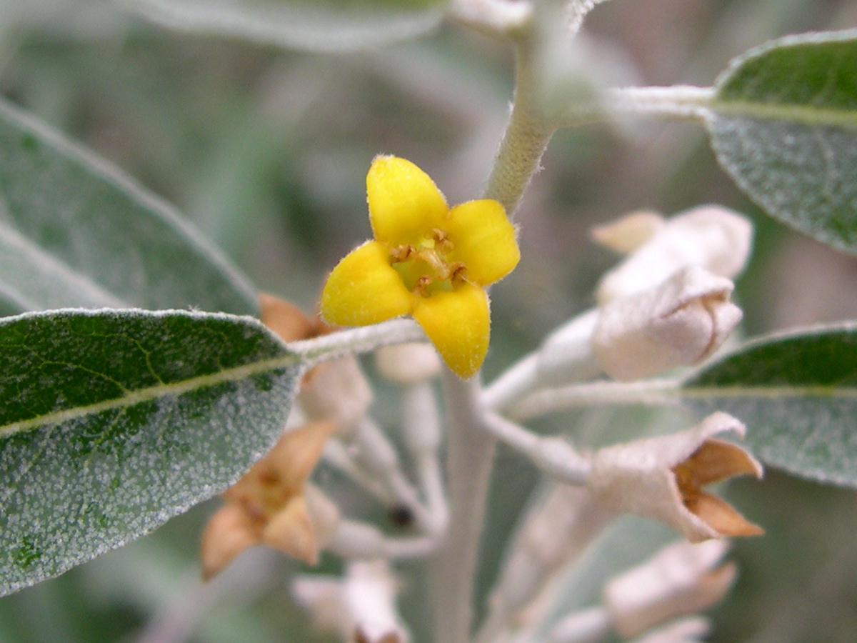 elaeagnus_angustifolia2bmd