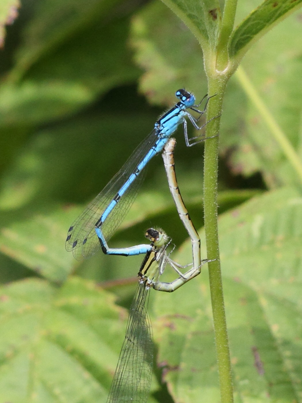 enallagma_cyathigerum3bd