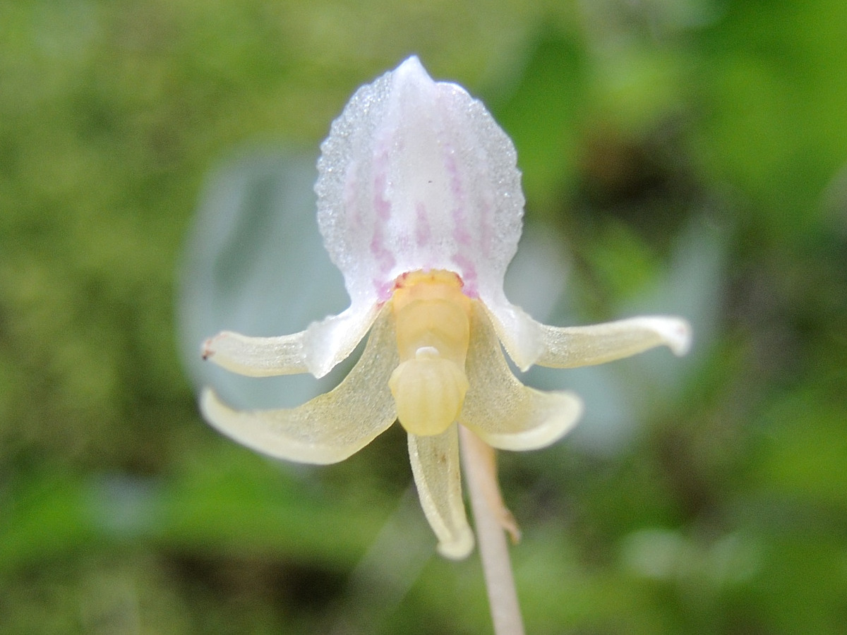 epipogium_aphyllum3md