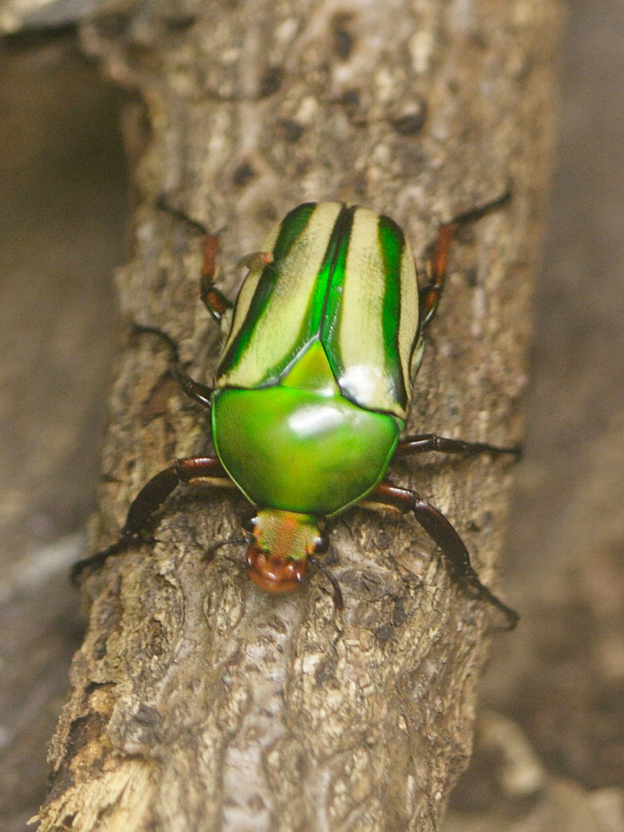eudicella_gralli2md