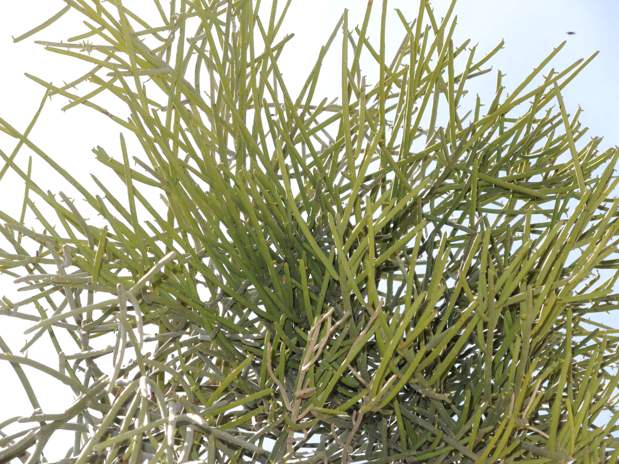 Afficher le média Euphorbia_plagiantha Euphorbia_plagiantha