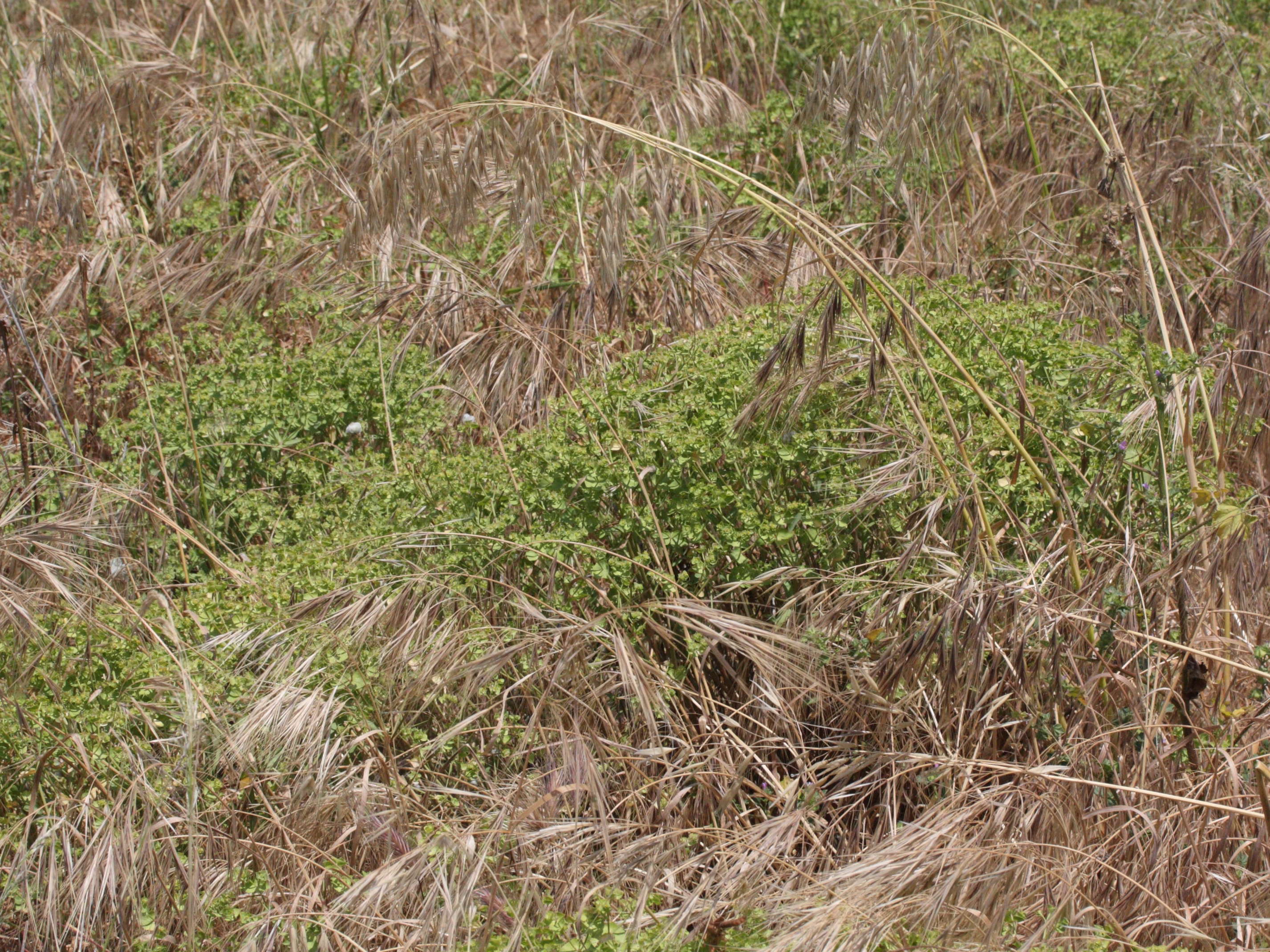 euphorbia_terracina3md