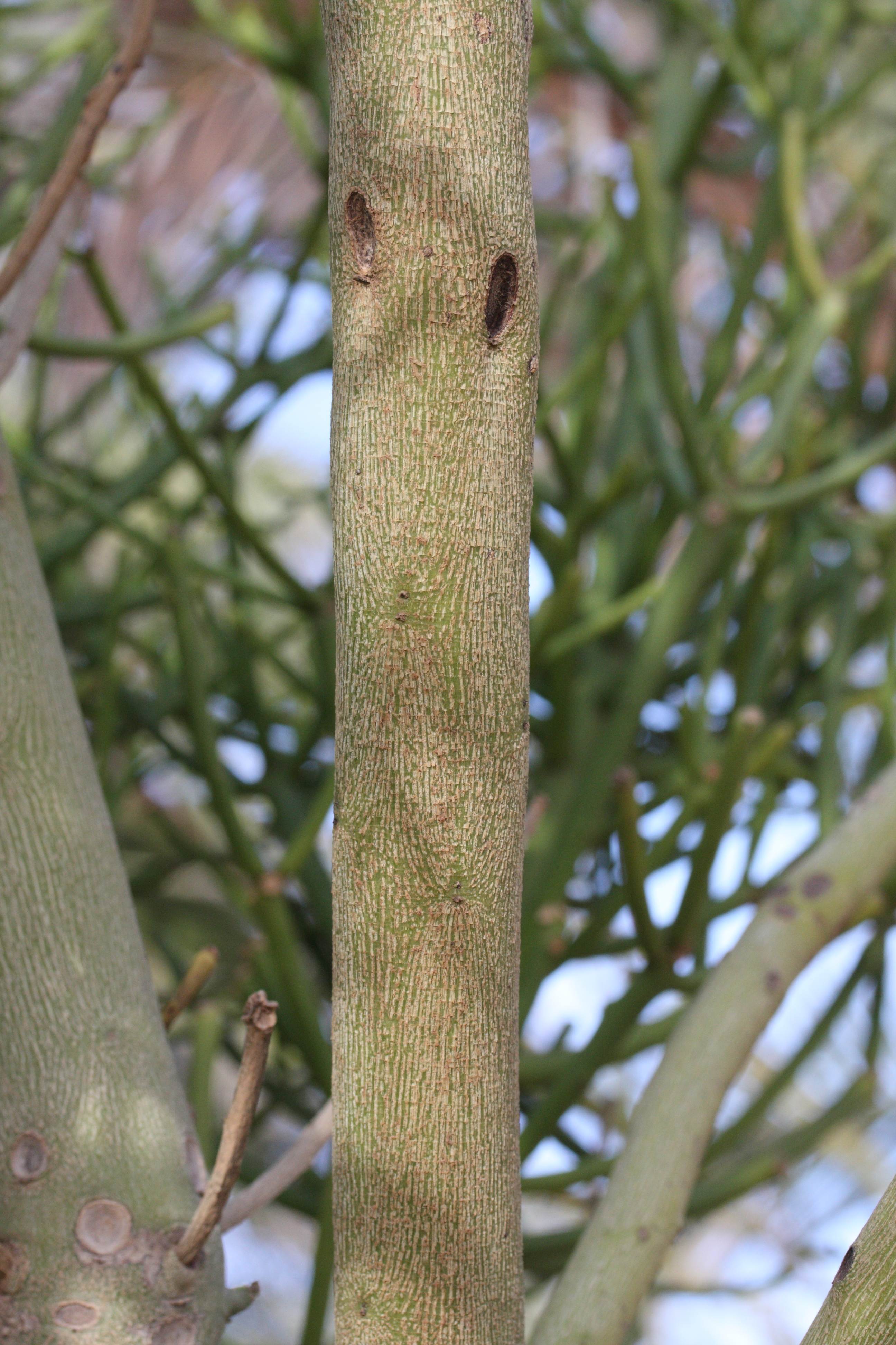 euphorbia_tirucalli2md