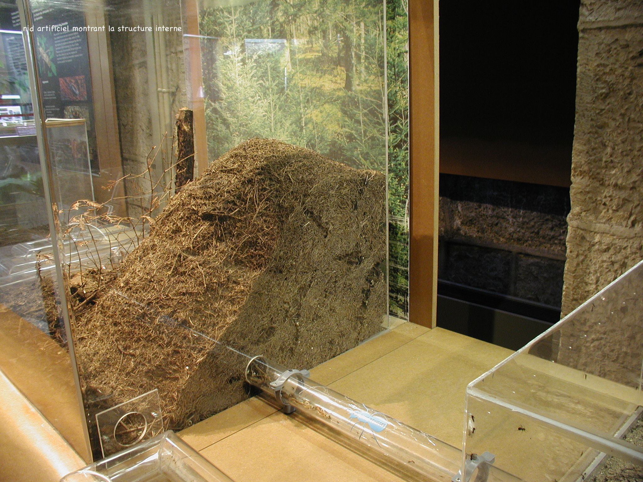 formica_polyctena_nid1md