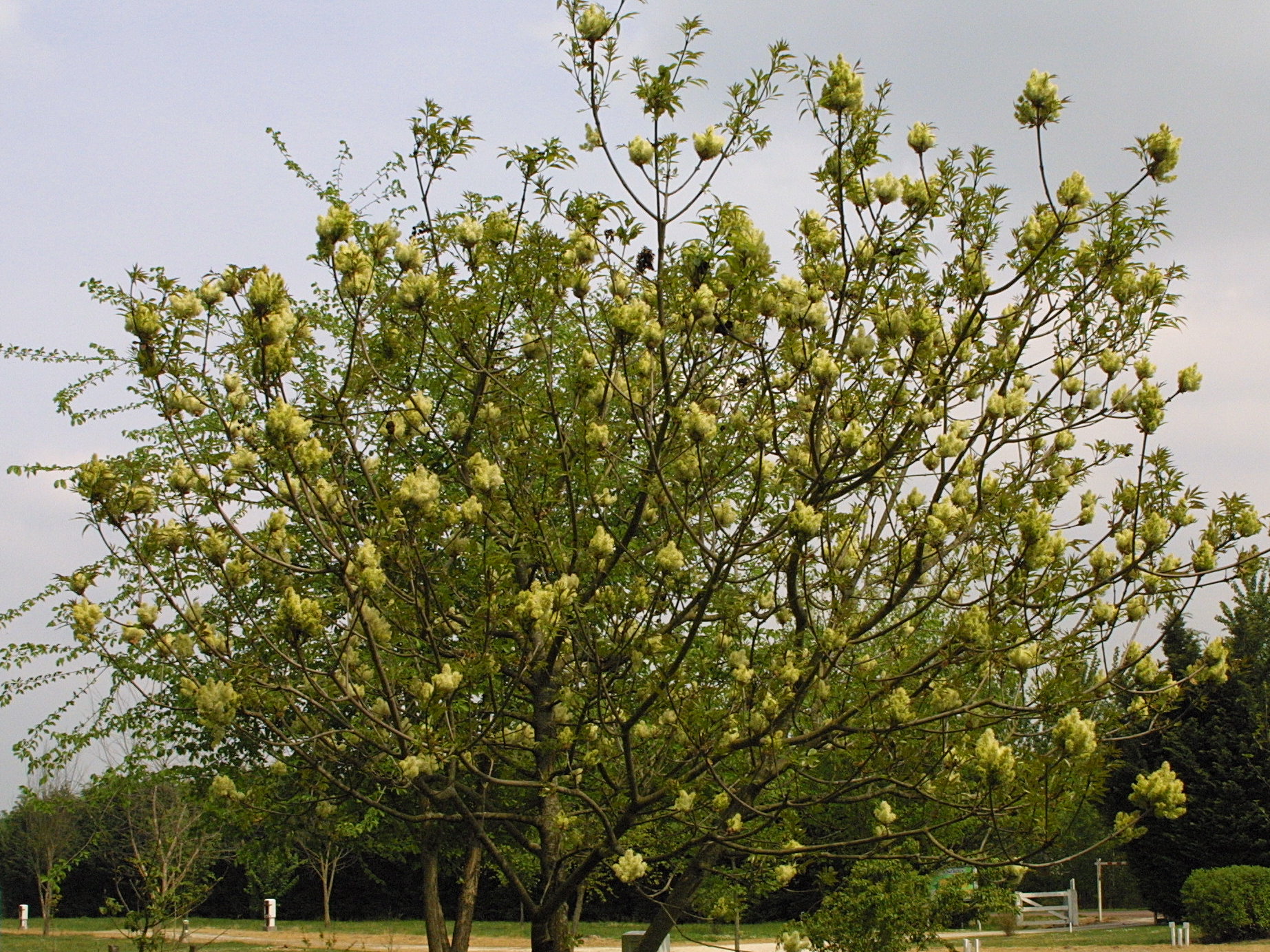 fraxinus_ornus1md