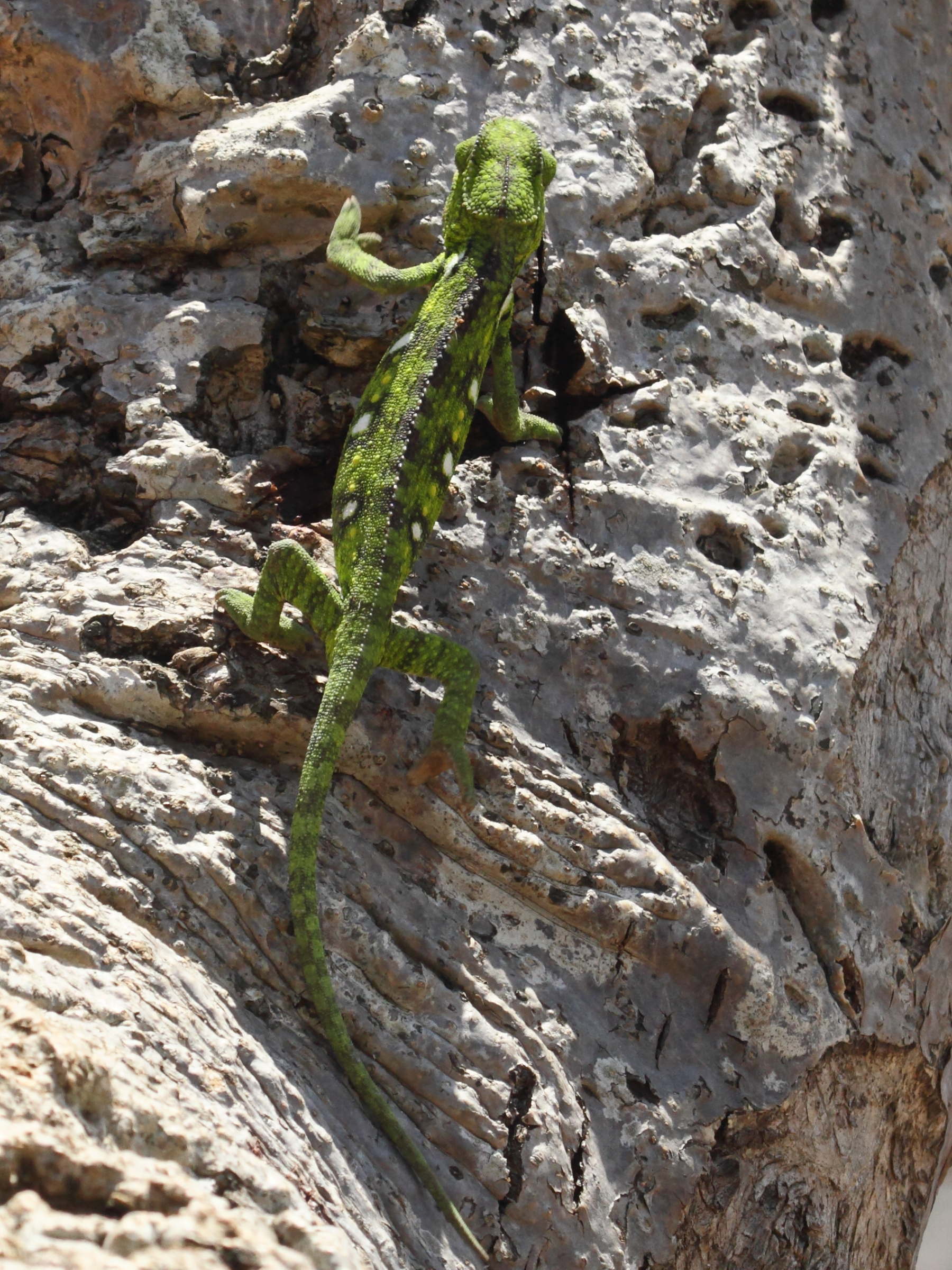 furcifer_verrucosus6bd