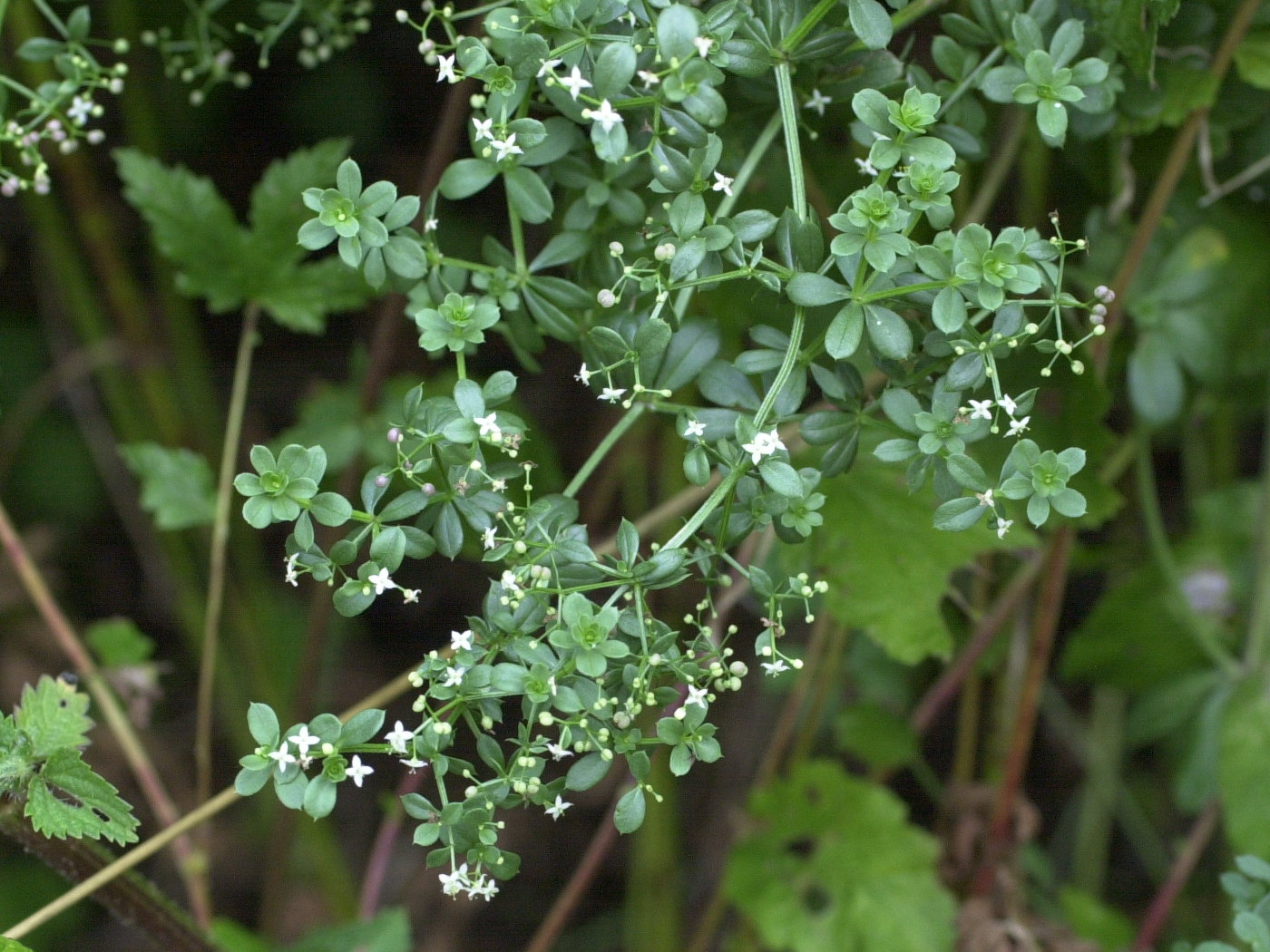 galium_mollugo_erectum1md