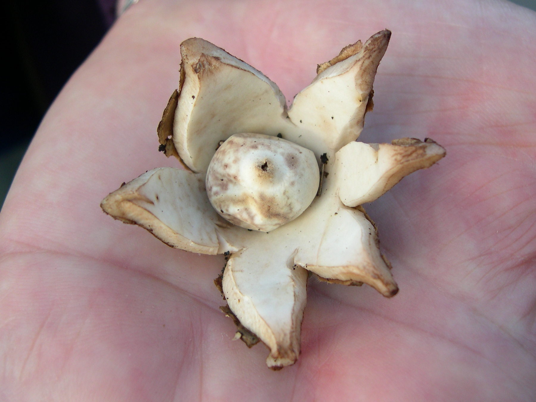 Afficher le média geastrum_rufescens1md geastrum_rufescens1md