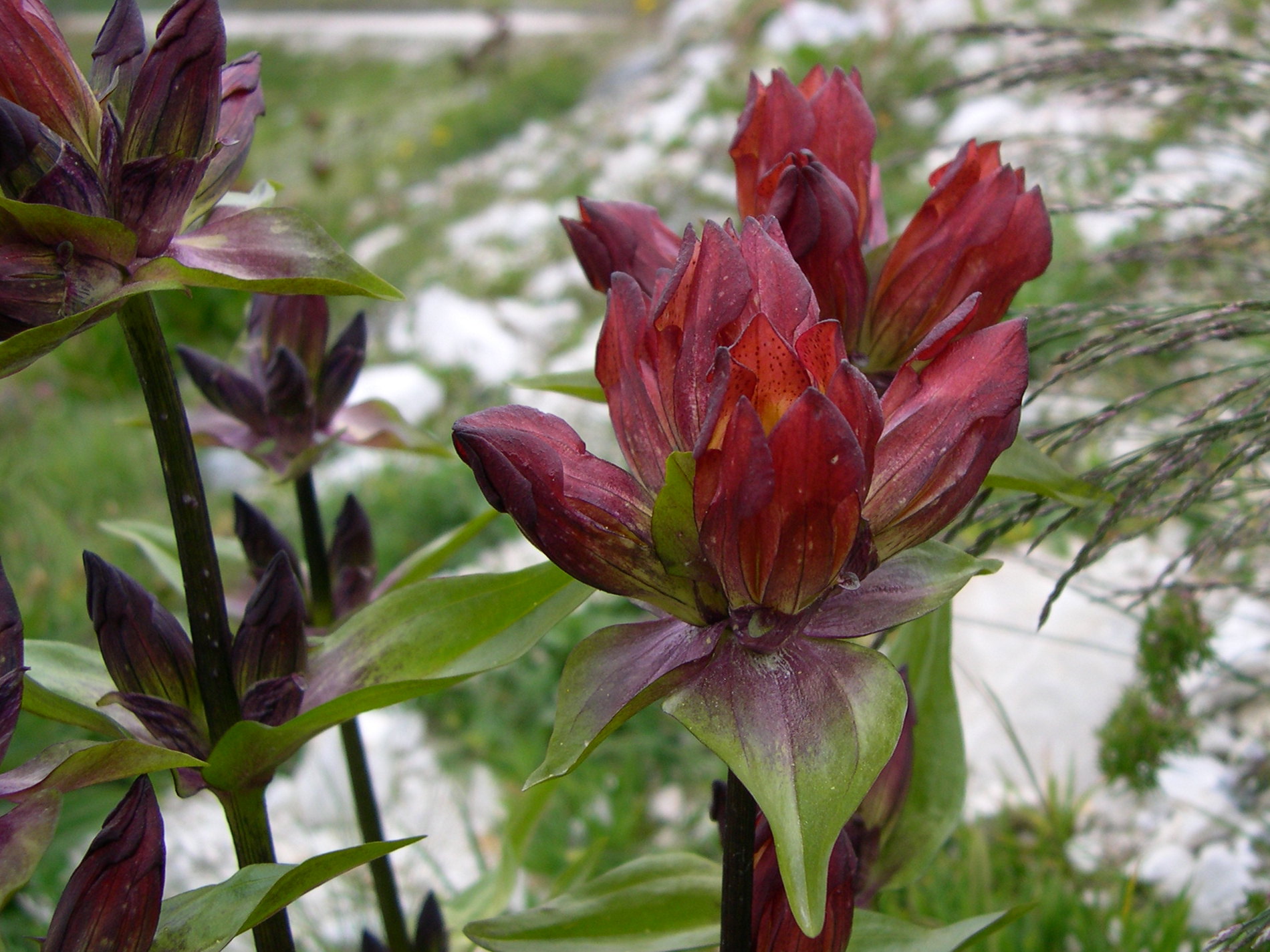 gentiana_purpurea4md