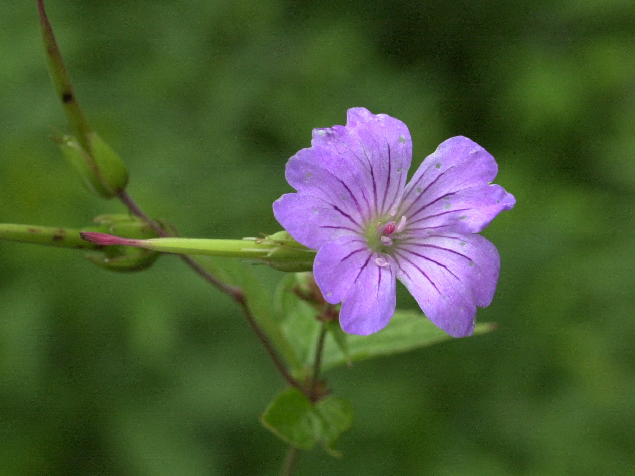 geranium_nodosum3md