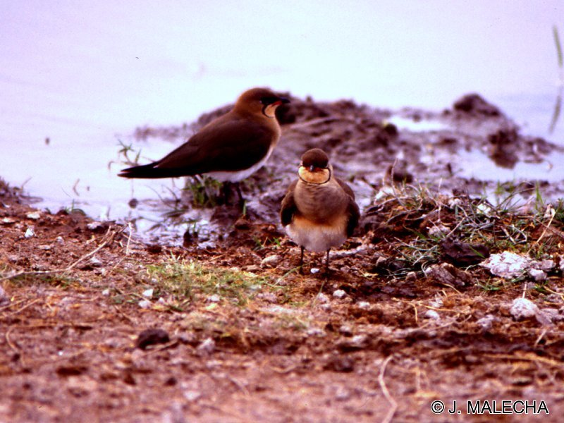 glareole_a_collie_-_glareola_pratincola1jm