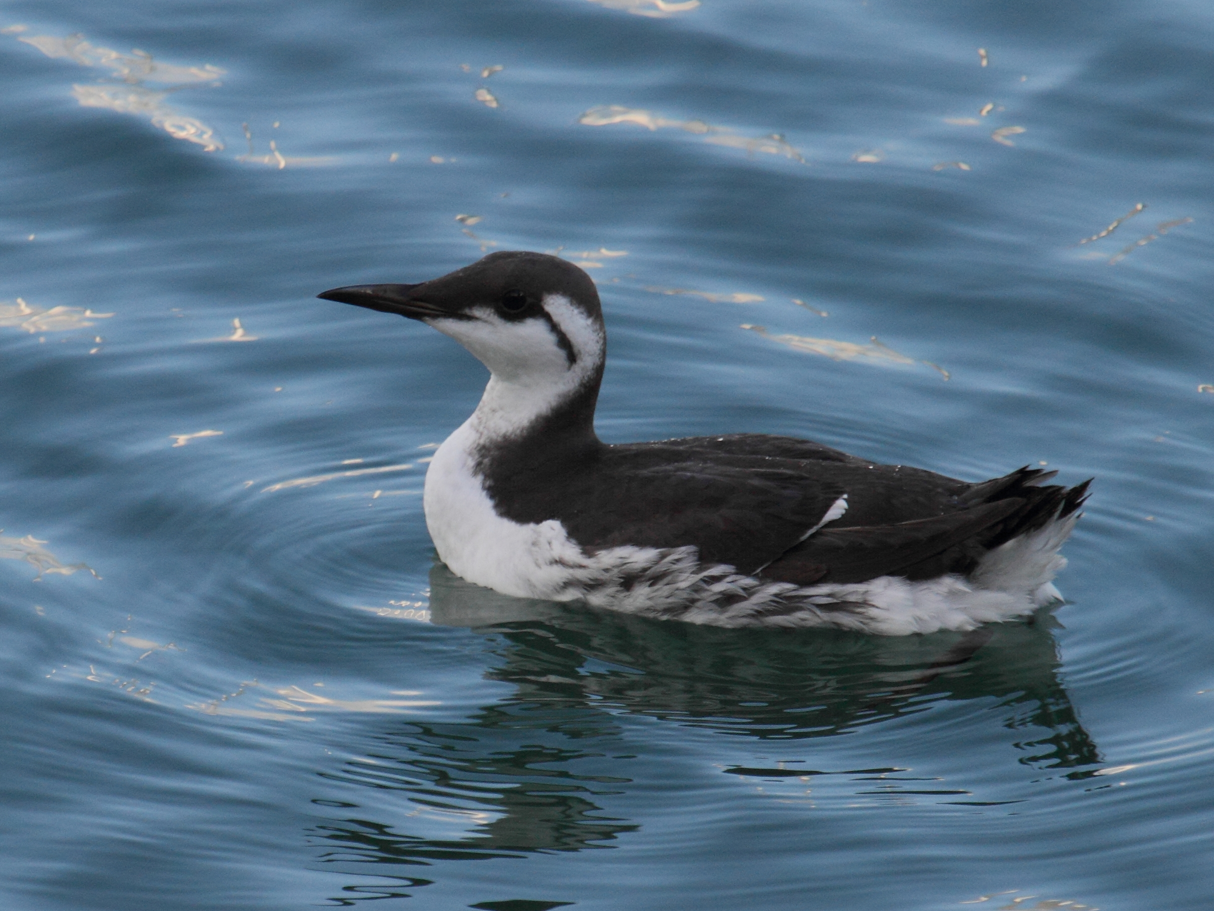 guillemot_de_troil_-_uria_aalge7bd