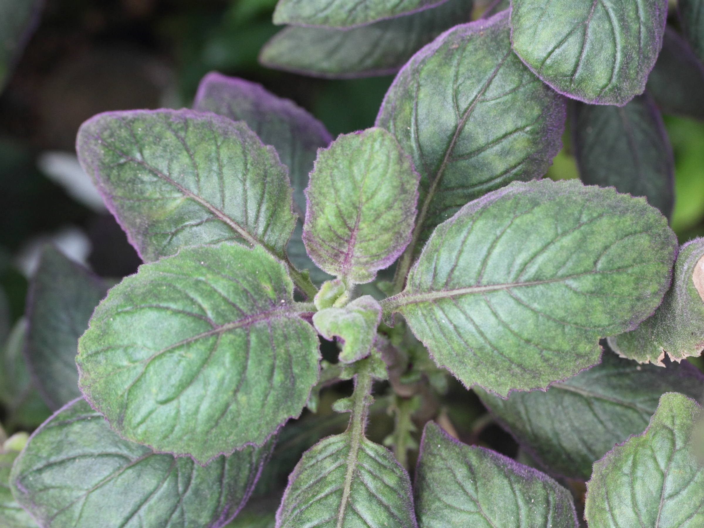 gynura_aurantiaca1md