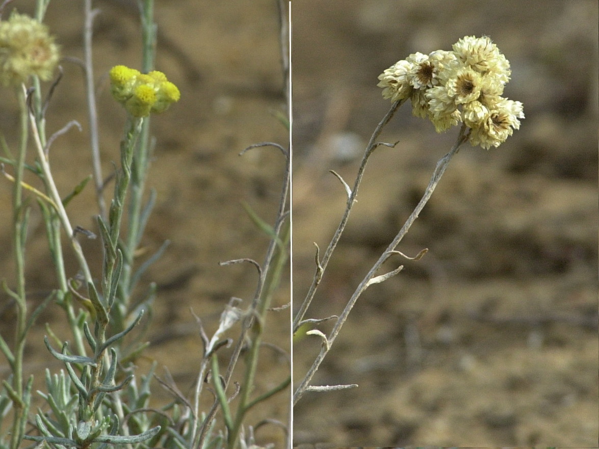 helichrysum_stoechas2md