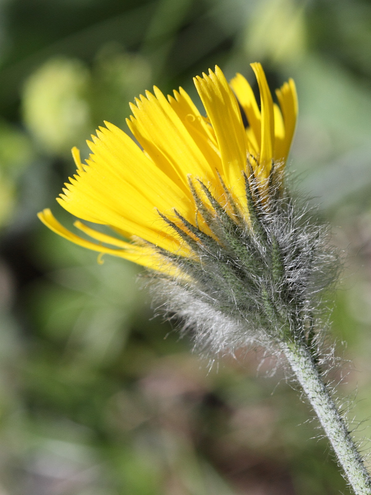Afficher le média hieracium_piliferum2bd hieracium_piliferum2bd