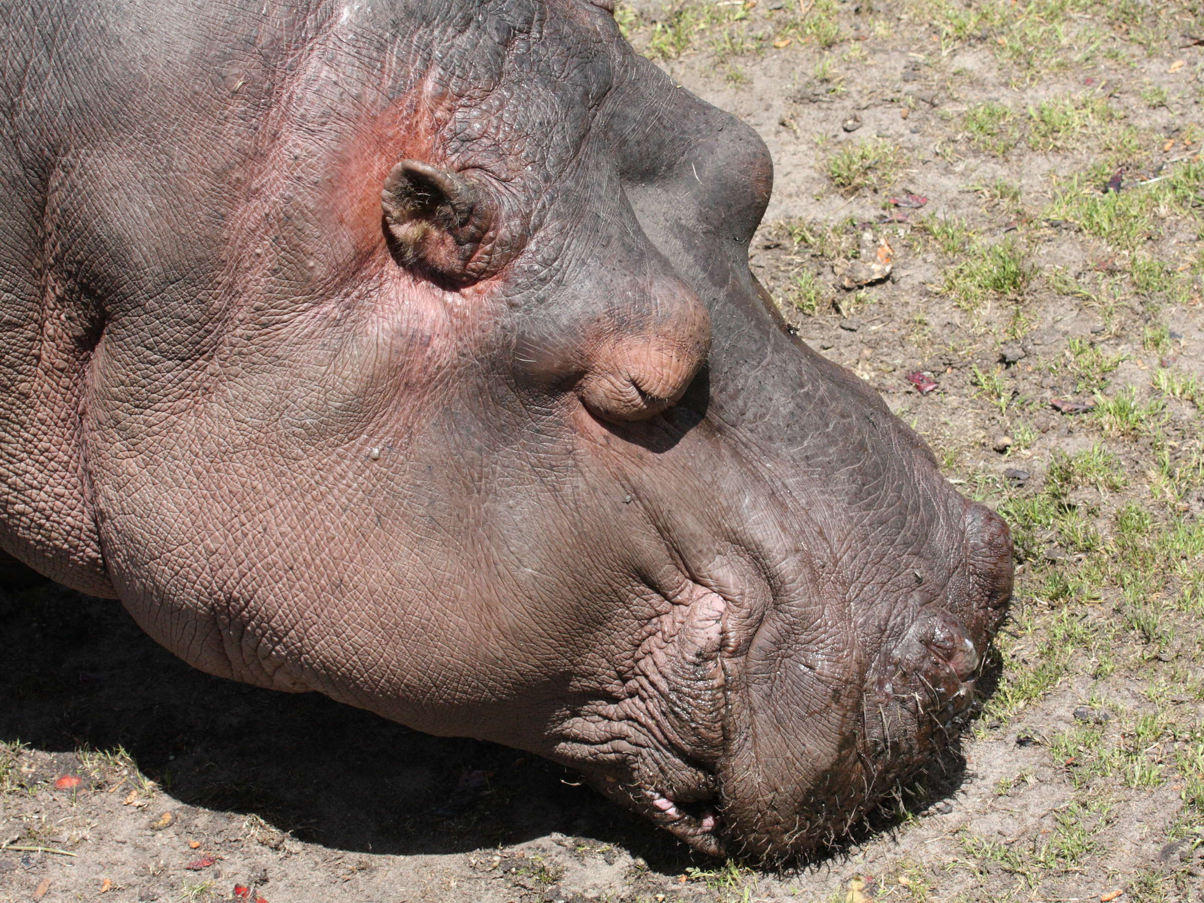 hippopotamus_amphibius5md