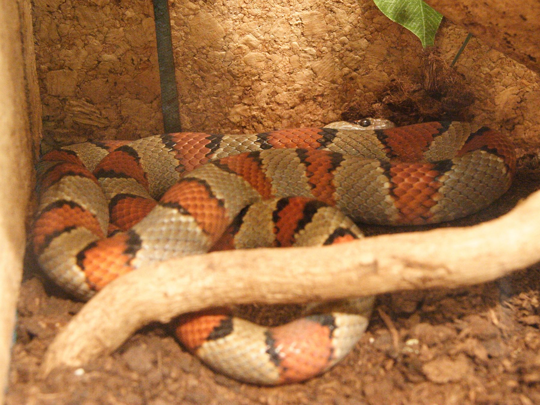 Afficher le média lampropeltis_mexicana1md lampropeltis_mexicana1md