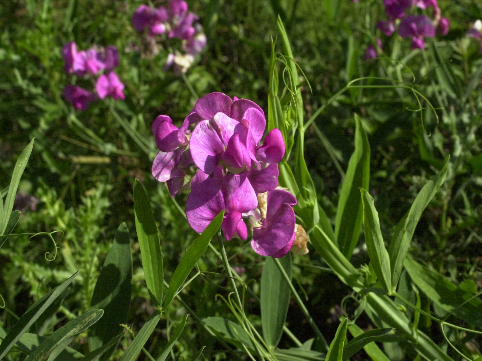 lathyrus_sylvestris2md