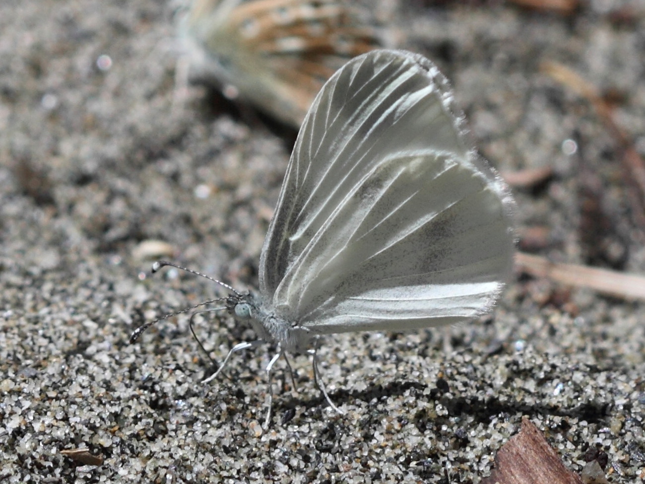 Afficher le média leptidea_sinapis3bd leptidea_sinapis3bd