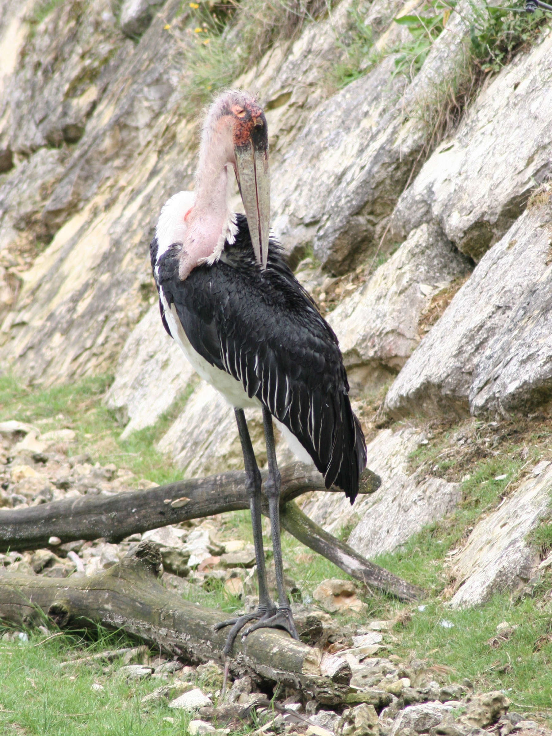 Leptoptilos_crumenifer