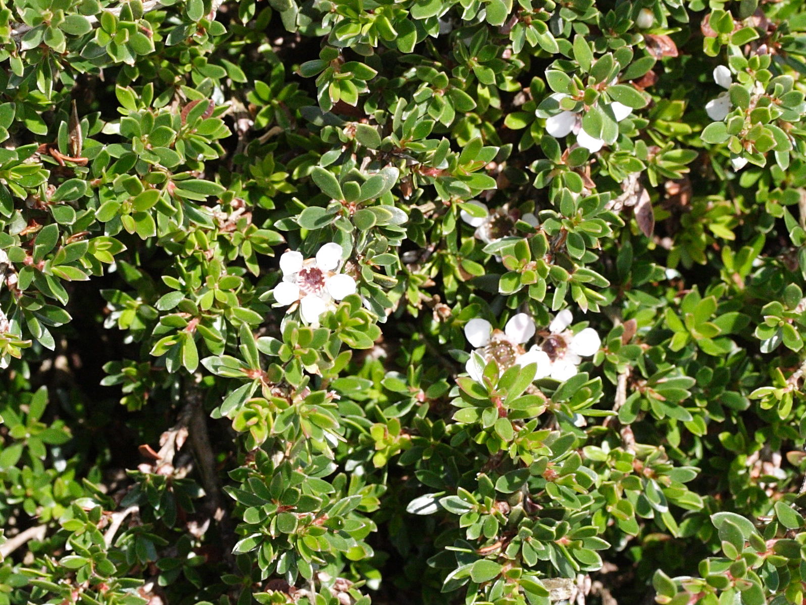 Afficher le média leptospermum_humifusum2md leptospermum_humifusum2md