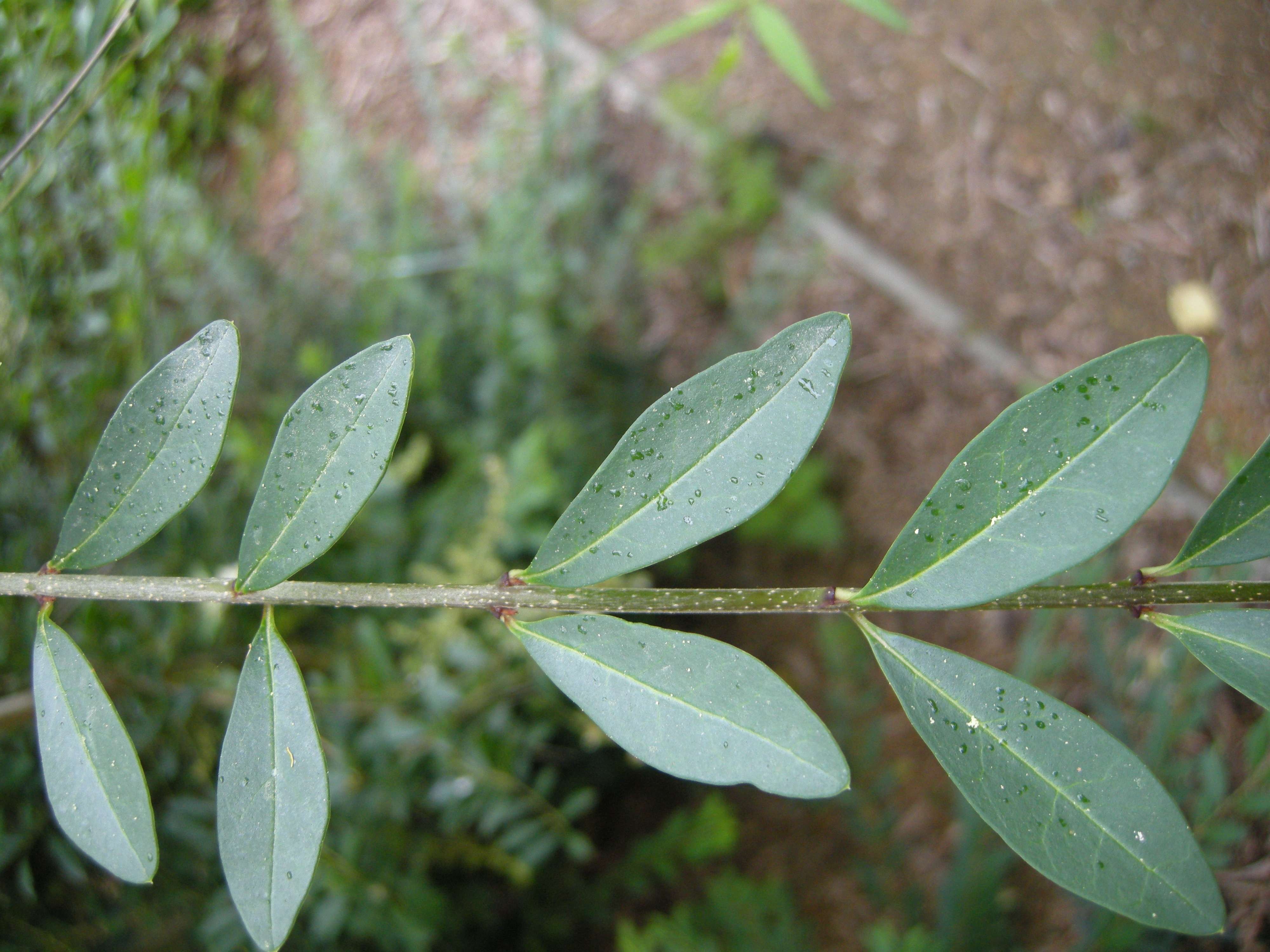 ligustrum_quihoui2bd