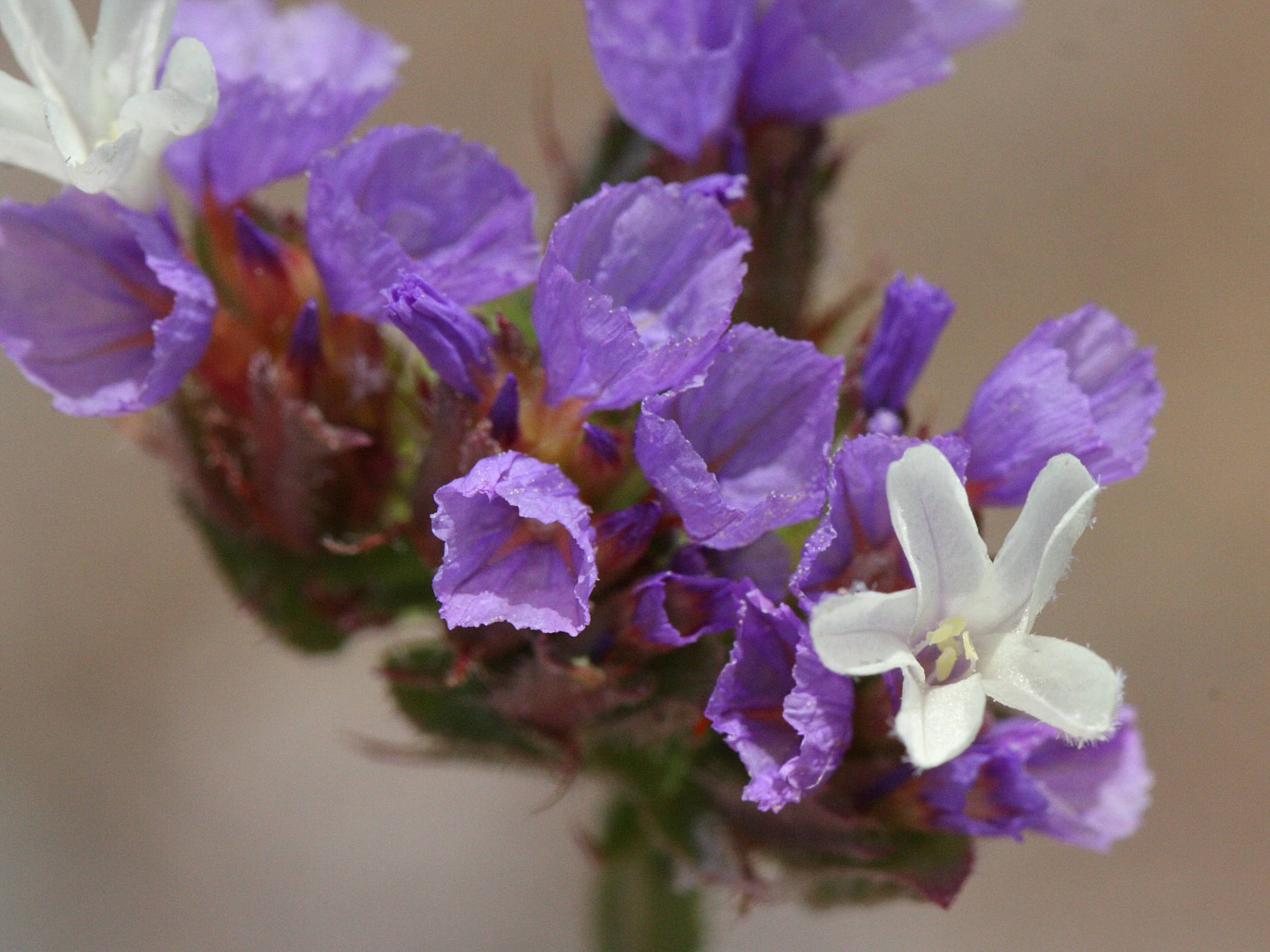 limonium_sinuatum4md