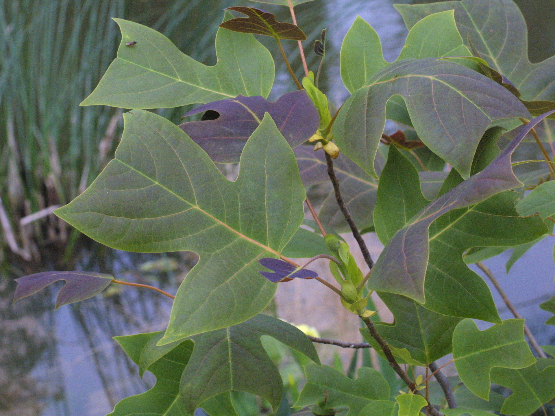 liriodendron_tulipifera1md