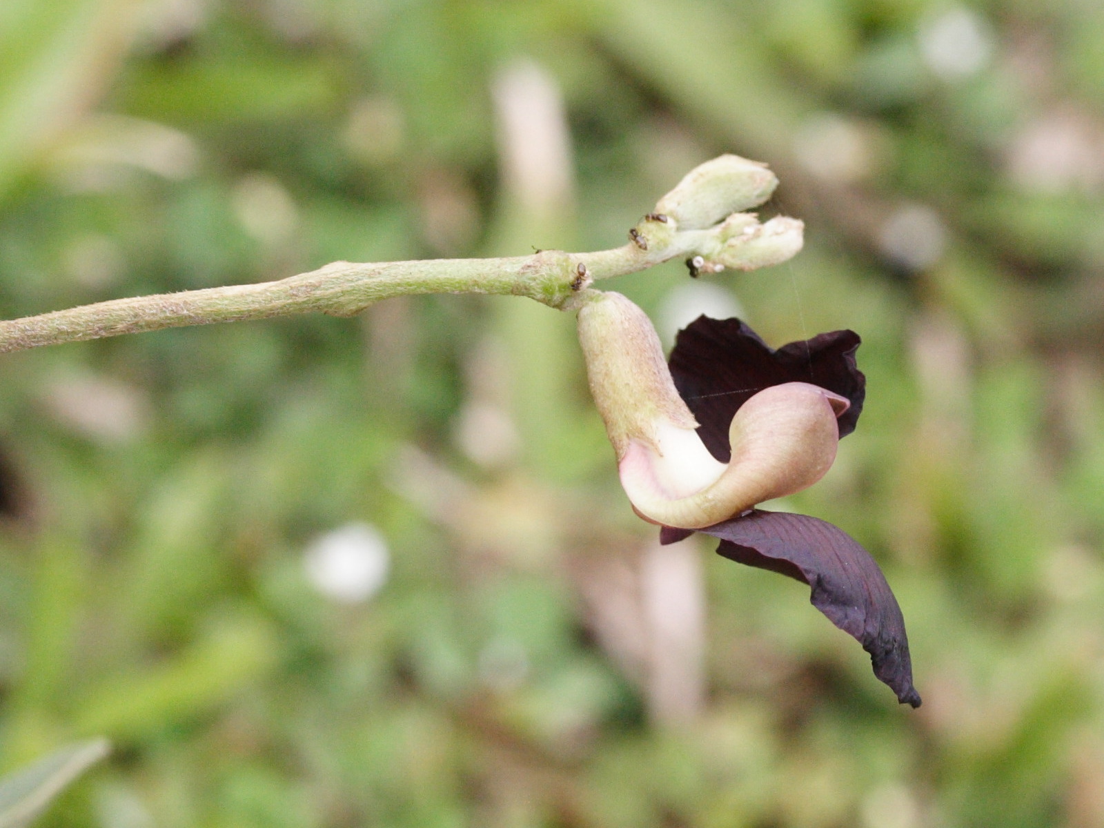 macroptilium_atropurpureum2md