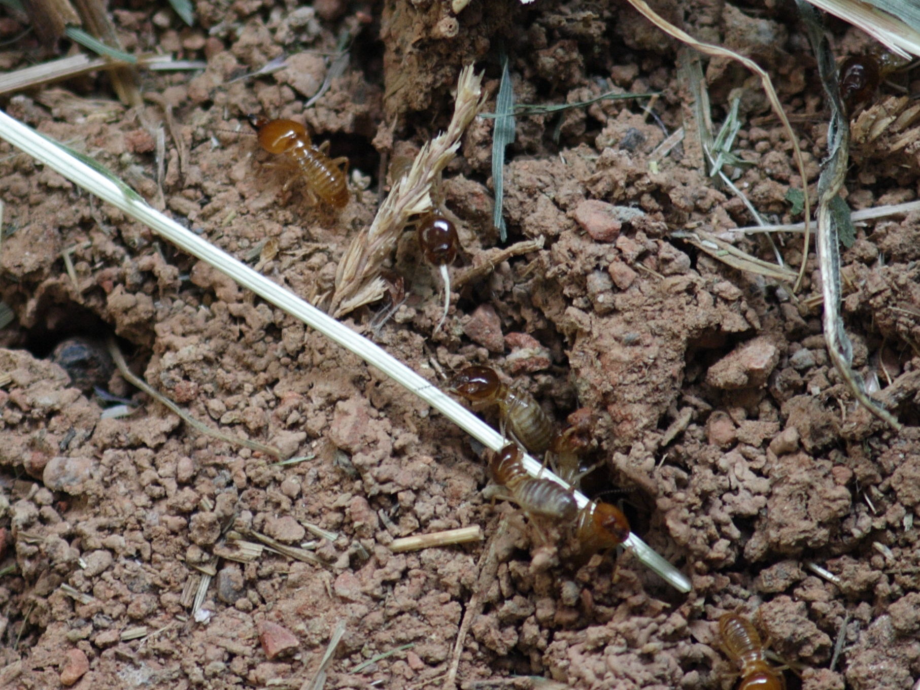 macrotermes_bellicosus1sd