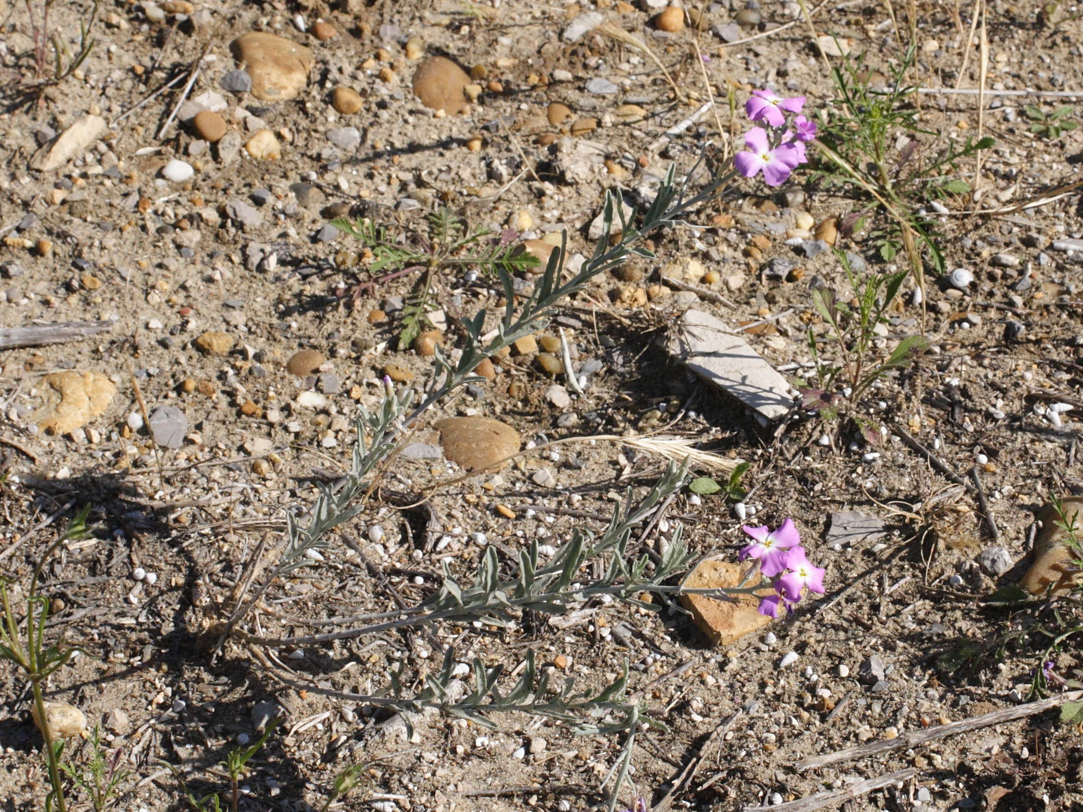 Afficher le média malcolmia_littorea2md malcolmia_littorea2md