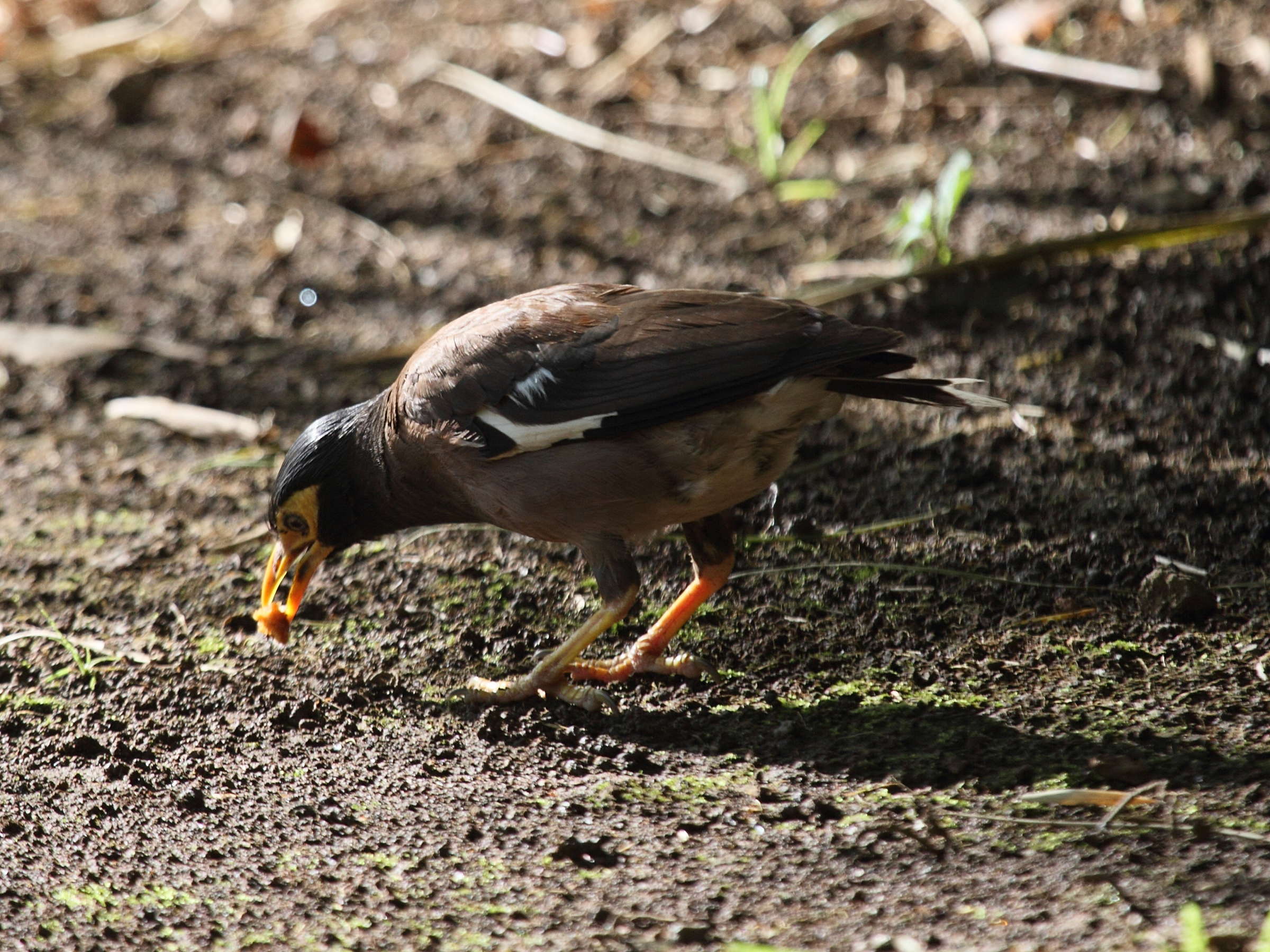 martin_triste_-_acridotheres_tristis5bd